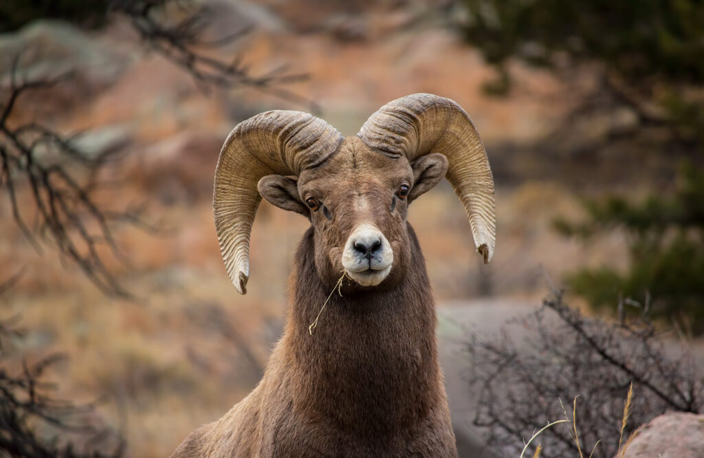 Big Horn Sheep Woodbine