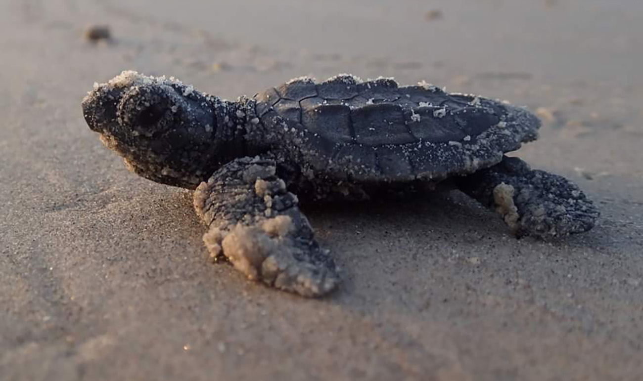 Kemp's Ridley Hatchling