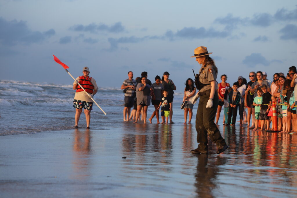 Padre Island Hatching Release