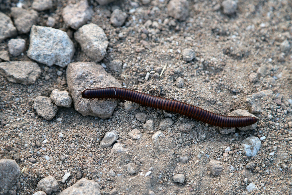 desert millipede